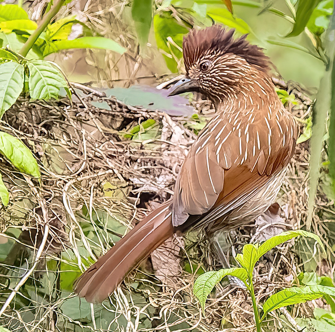 image Striated Laughingthrush
